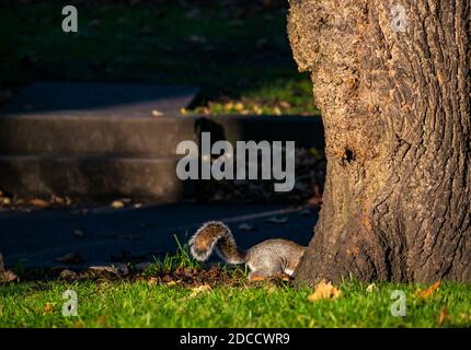 A grey squirrel (Sciurus carolinensis) hiding behind a tree trunk, Edinburgh, Scotland, UK Stock Photo