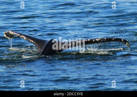 The tail of a humpback whale as it is diving in the Salish Seas near Vancouver