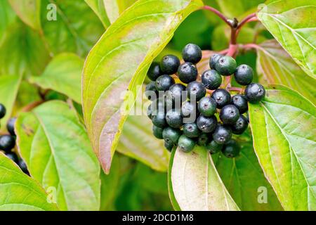 Dogwood (cornus sanguinea), close up of the fruit or berries of the plant as they ripen from green to black. Stock Photo