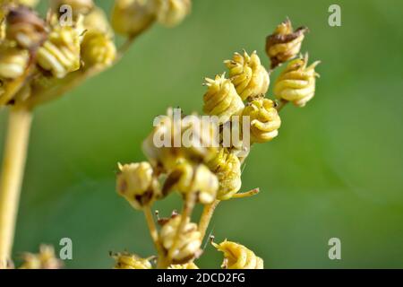 Meadowsweet (filipendula ulmaria), close up of the curled and twisted seedpods or fruits of the plant. Stock Photo