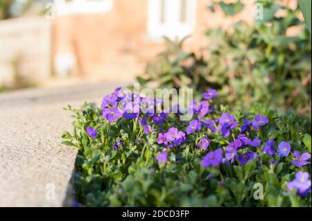 Aubrieta gracilis ‘Blaukissen’ in flower Stock Photo