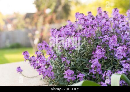 Erysimum linifolium 'Super Bowl Mauve' in flower in spring in a raised bed. Stock Photo