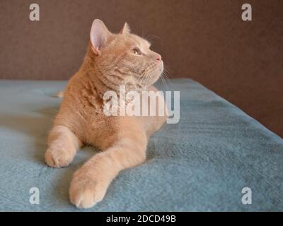 The adult domestic teddy cat of red color lies on a blue bedspread  Stock Photo