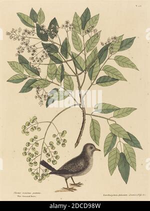 Mark Catesby, (artist), English, 1679 - 1749, The Ground Dove (Columba passerina), Nat. Hist. of Carolina, Florida and the Bahama Isl: V.1,T26, (series), published 1731-1743, hand-colored etching Stock Photo