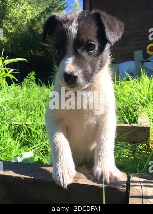 vertical portrait of a black and white puppy. Stock Photo