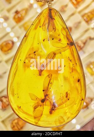 transparent Baltic amber pendant with prehistoric insects inside.  Stock Photo