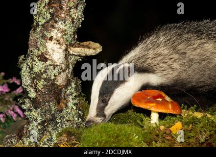 Badger, Scientific name: Meles Meles.  Close up of a wild, native, Eurasian badger foraging in natural woodland habitat with Fly Agaric mushroom. Stock Photo