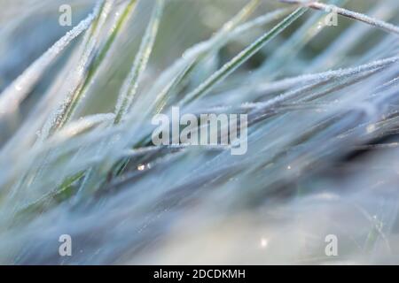 Frost on the grass abstract natural background. Concept of the arrival of winter. Frozen grass in the morning sun. Grass background in pastel shades.