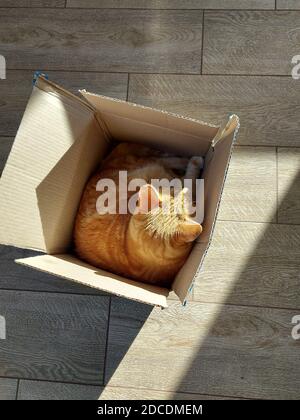 A ginger cat sits in a box on a wooden floor. Stock Photo