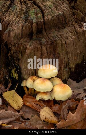 Sulpher Head Mushroom, Suffolk Woodland, UK