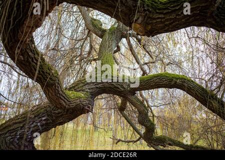 A willow trunk that is twisted. Covered in moss. Stock Photo