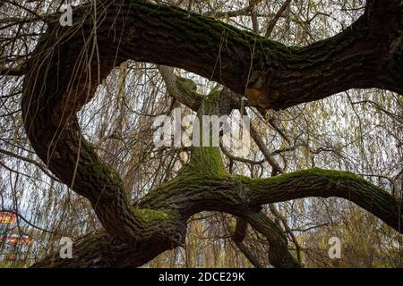 A wildly twisted willow trunk that is covered with moss. Willow branches extend to the ground Stock Photo