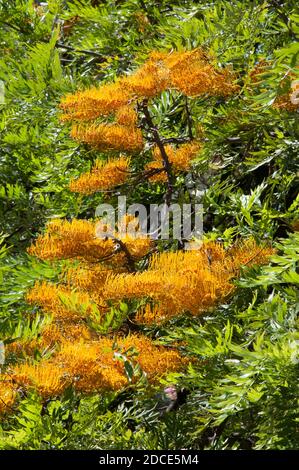 Spring foliage of the Australian native silky oak or grevillea robusta in Wycheproof, Victoria, Australia Stock Photo