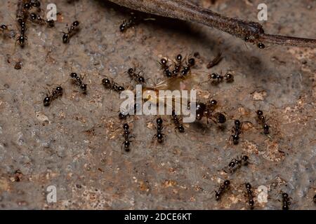 African Big-headed Ant of the species Pheidole megacephala Stock Photo