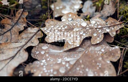 Fallen dry brown oak leaves with shining dew drops on it Stock Photo