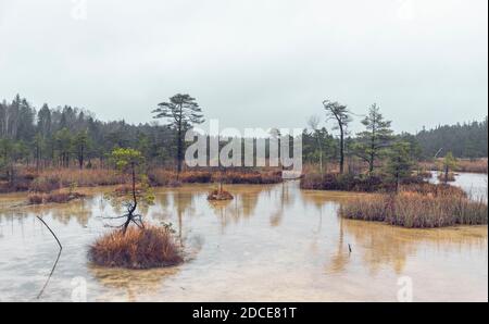 Landscape view on Witches’ (Raganu) Swamp with sulphur ponds in the Kemeri National Park, Latvia on overcast November day Stock Photo