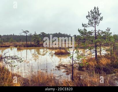 Landscape view on Witches’ (Raganu) Swamp with sulphur ponds in the Kemeri National Park, Latvia on overcast November day Stock Photo