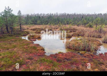 Landscape view on Witches’ (Raganu) Swamp with sulphur ponds in the Kemeri National Park, Latvia on overcast November day Stock Photo