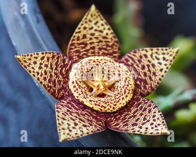 Variegated yellow maroon Stapelia or Starfish flower is a strange weird Succulent that looks stunning but smells like rotting meat to attract flies Stock Photo