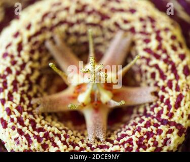 Macro centre, Variegated yellow maroon Stapelia or Starfish flower is a  weird succulent, looks stunning but smells like rotting meat to attract flies Stock Photo