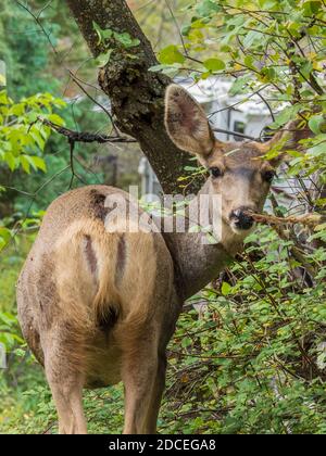 Mule deer doe, Amphitheater Campground, Uncompahgre National Forest, Ouray, Colorado. Stock Photo