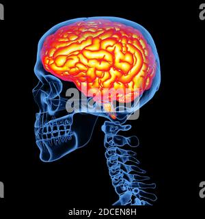 3d rendering x-ray human skull with brain isolated on black background ...