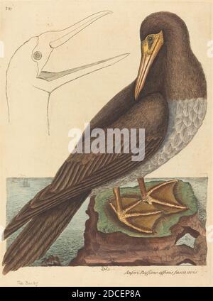 Mark Catesby, (artist), English, 1679 - 1749, The Booby (Pelecanus Sula), Nat. Hist. of Carolina, Florida and the Bahama Isl.: V.2,T87, (series), published 1731-1743, hand-colored etching Stock Photo
