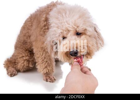 Hand feeding chunky nutritious raw meat barf diet to healthy dog on white background Stock Photo