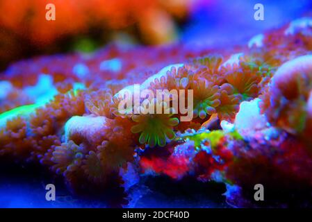 Ultra macro shot on montipora polyps sps coral Stock Photo