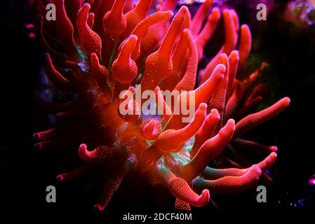 Multicolored Bubble-tip anemone - Entacmaea quadricolor Stock Photo