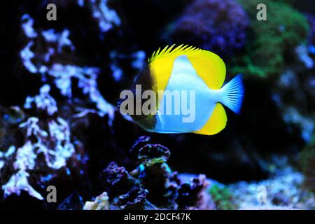 The pyramid butterfly fish - (Hemitaurichthys polylepis) Stock Photo