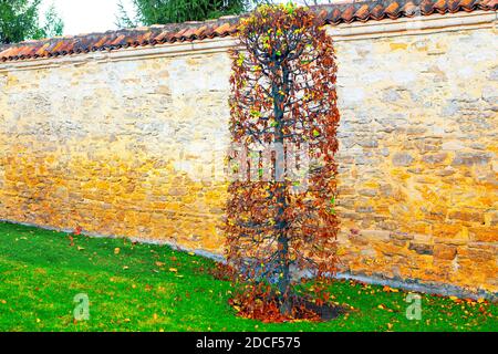 Decorative Garden Bush in Autumn . Medieval Wall Stock Photo