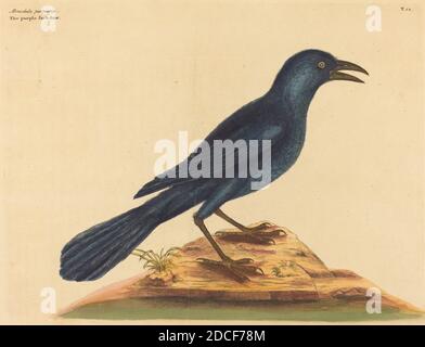 Mark Catesby, (artist), English, 1679 - 1749, The Purple Jack Daw (Gracula Quiscula), Nat. Hist. of Carolina, Florida and the Bahama Isl.: V.1,T12, (series), published 1731-1743, hand-colored etching Stock Photo