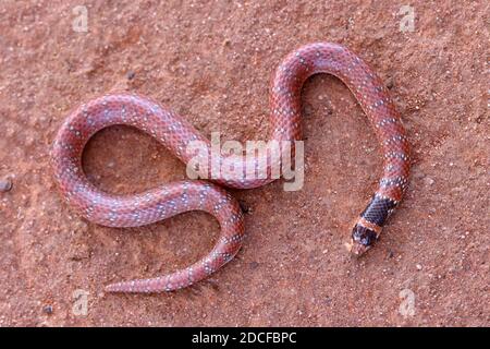 Australian Coral Snake Brachyurophis Australis Stock Photo - Alamy