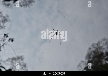 Spider wasp made between two trees from the bottom angle Stock Photo