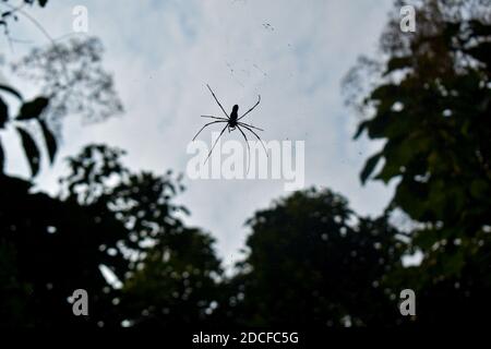 Spider wasp made between two trees from the bottom angle Stock Photo