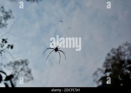 Spider wasp made between two trees from the bottom angle Stock Photo