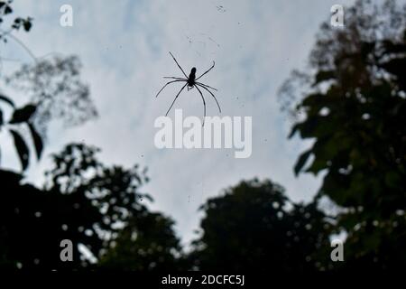 Spider wasp made between two trees from the bottom angle Stock Photo