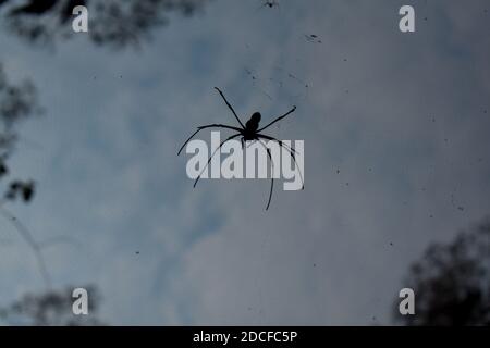 Spider wasp made between two trees from the bottom angle Stock Photo