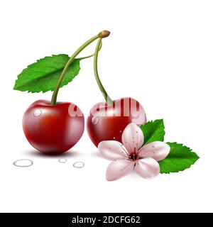 3d realistic vector two whole cherry berries with stem and leaves and cherry flower, isolated on white background. Stock Vector