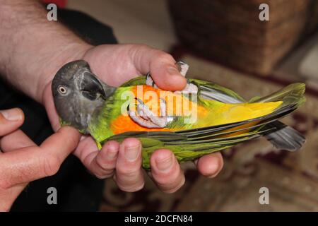 Senegal parrot latin name Poicephalus senegalus lying on her back in owners hand. Stock Photo