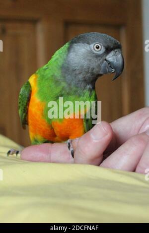 Senegal parrot latin name Poicephalus senegalus on owners hand. Orange, green, yellow, grey feathers in vertical format