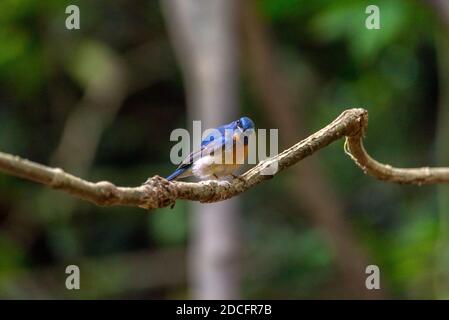 The Male of Tickell's blue flycatcher (Cyornis tickelliae) beautiful blue bird Stock Photo