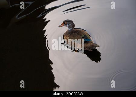 The drake floats on silvery water. Bright feathers. Profile view. Eyeliner Stock Photo