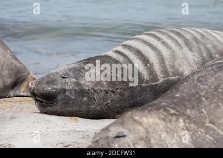 Southern Elephant Seal; Mirounga leonina; Asleep; Falklands Stock Photo