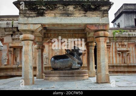View of Nandhi statue in an ancient temple, Avani, Karnataka, India. Nandi is the gate-guardian deity of Kailasa, the abode of Lord Shiva Stock Photo