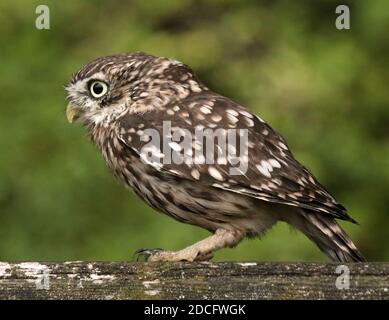 Little owl sitting on a gate side view close up Stock Photo