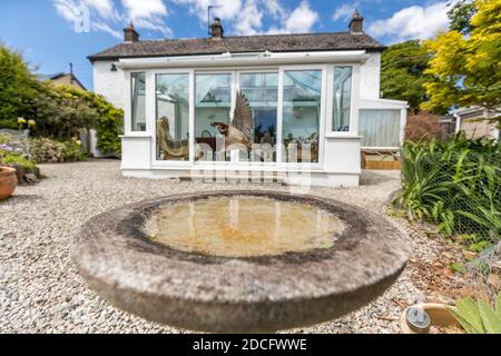 House Sparrow; Passer domesticus; Male Flying From Bird Bath; UK Stock Photo