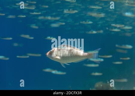 Longnose Parrotfish; Hipposcarus harid; Maldives Stock Photo