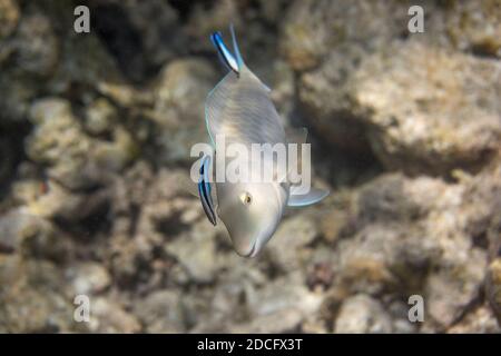 Longnose Parrotfish; Hipposcarus harid; Maldives Stock Photo